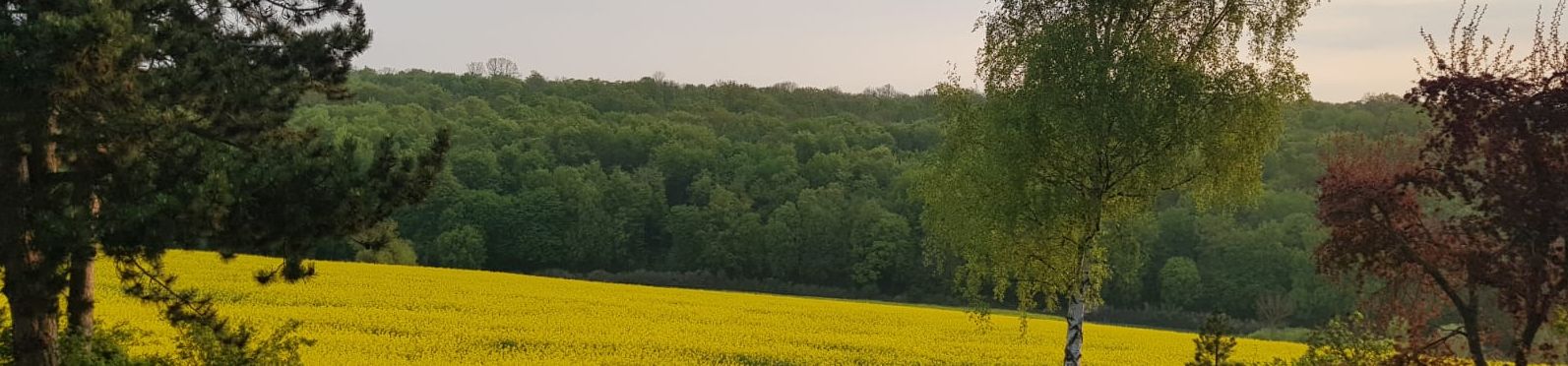 wald-carsten-klein